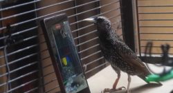 Can a bird store and reproduce data? A starling may have proven it