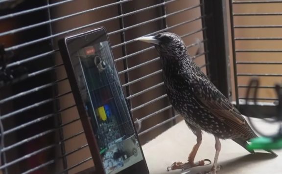 Can a bird store and reproduce data? A starling may have proven it