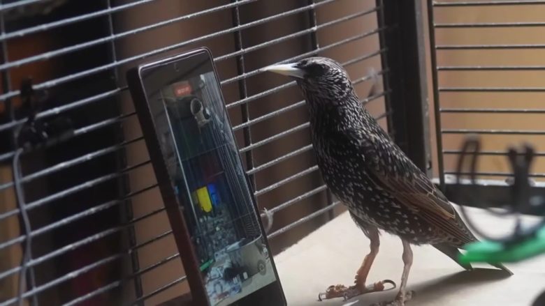 Can a bird store and reproduce data? A starling may have proven it