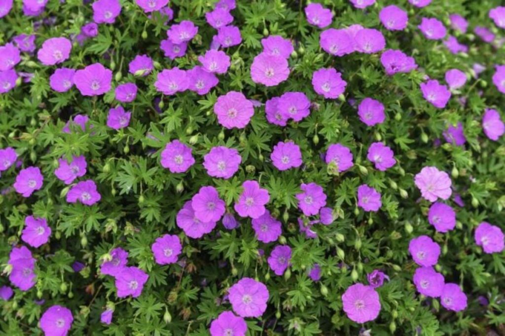 Close-up of Geranium Rozanne flowers