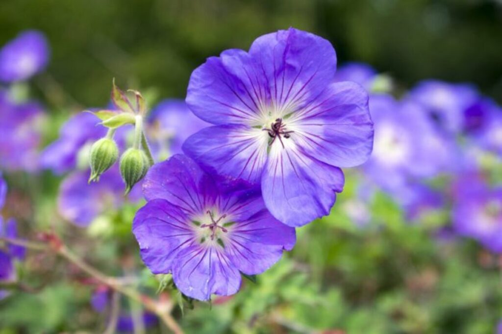 Geranium Rozanne used as groundcover
