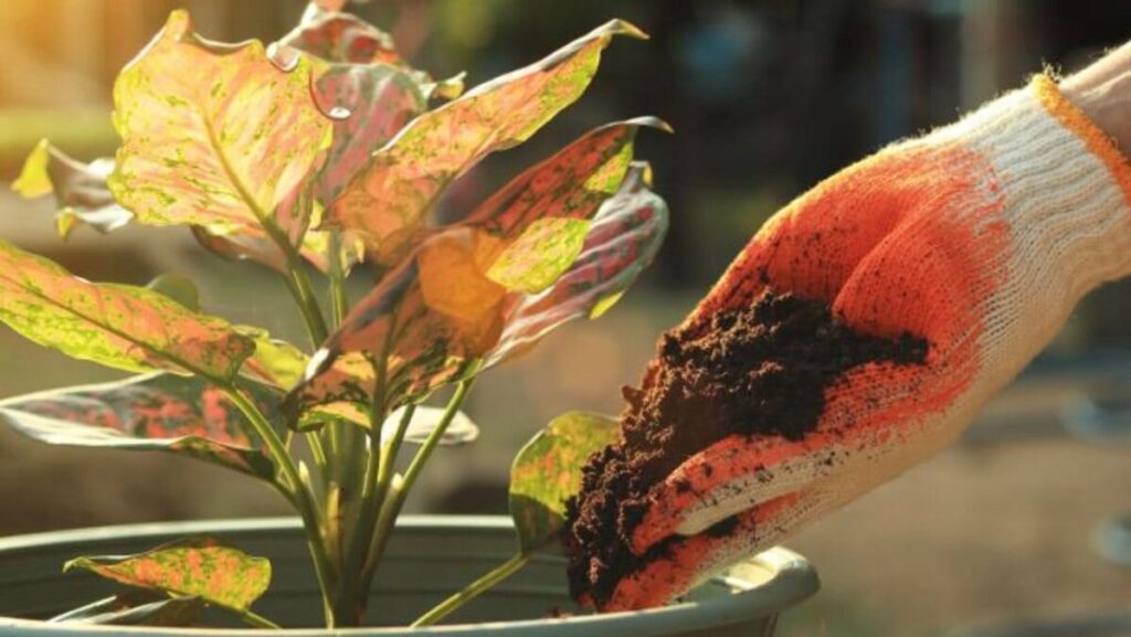 Close-up of thriving vegetable plants in a garden
