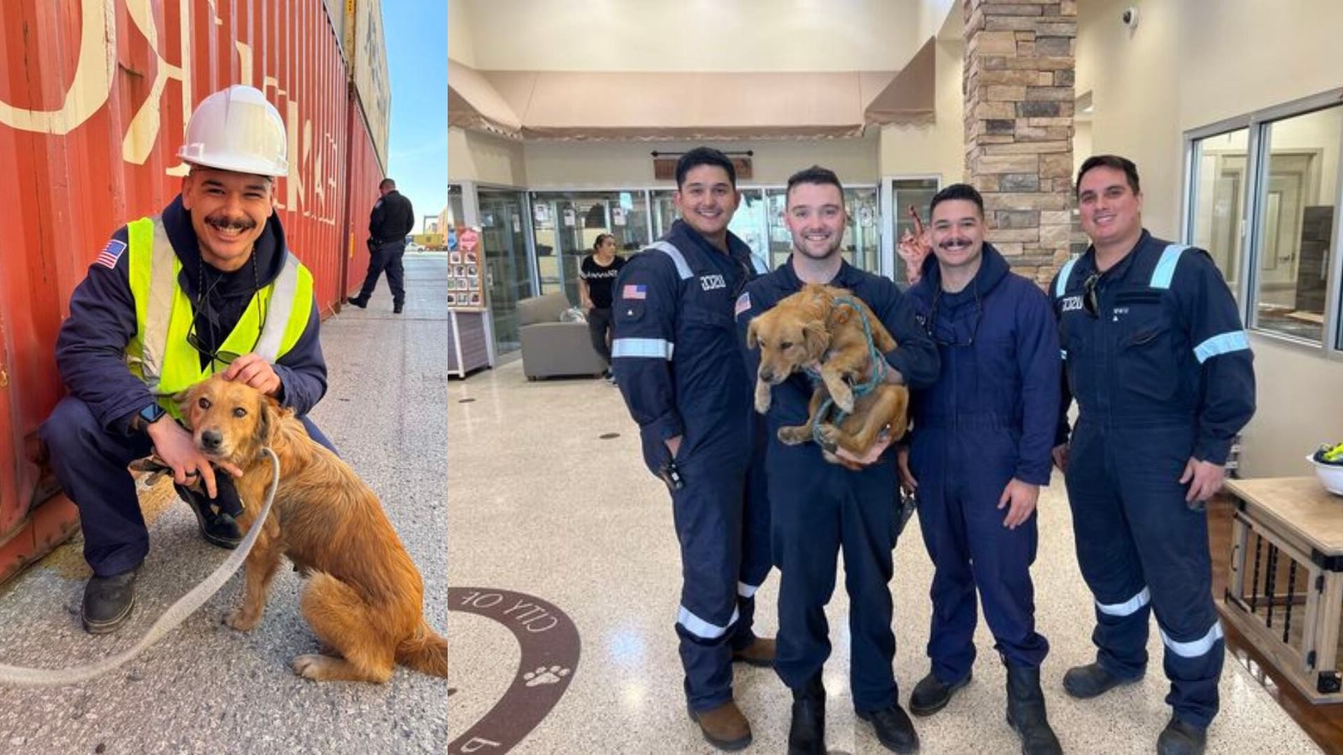 Rescued From a Shipping Container, This Dog Hid a Heart-Melting Secret That Left Rescuers in Tears